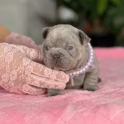 Sweet Female French Bulldog Puppy – Loving