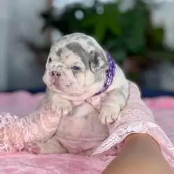 French Bulldog Puppies – Male & Female Avai