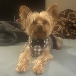 AKC Registered Purebred Male Yorkie – 4 Years Old
