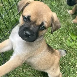 Mini Australian Shepherd/pug mix puppies