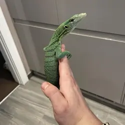 Stunning Female green tree monitor