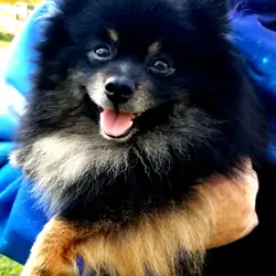 Pomeranian Puppies