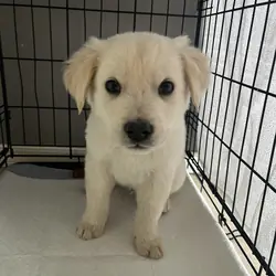 Golden retriever mix