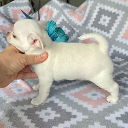 Nice Chihuahuas