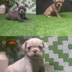 Maximo, Wylder, Millie