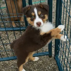 Australian shepherd standard