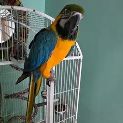 Blue and Gold Macaw