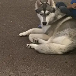 Husky Wolfdog Mix (Female)