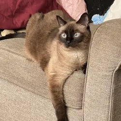 8 year old female seal point
