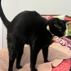 Young all-black female cat