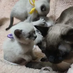 Siamese Kittens Available for Rehoming