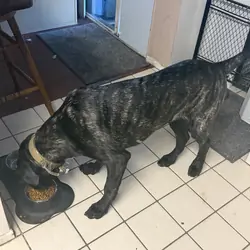 Gentle Giant