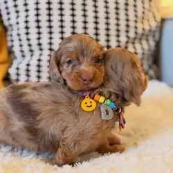 Adorable Dachshund puppies available.