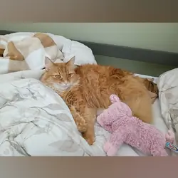 Four year old female cat