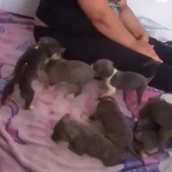 Pitbull puppies!!