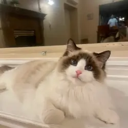 TICA Registered Ragdolls Available for Visiting