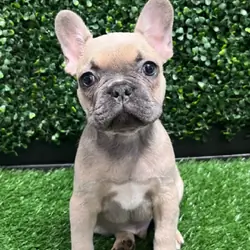 French Bulldog puppy