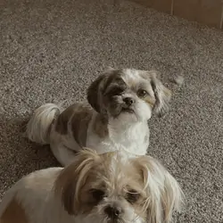 2 sister Shih Tzu 7yrs old