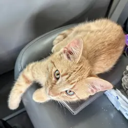 12 Week Old Female Orange Tabby