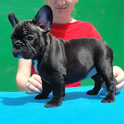 Cute French Bulldog Puppies for sale.