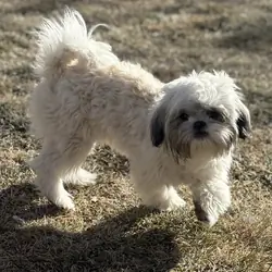 Full blooded female Shihtzu