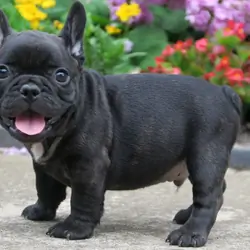 Gorgeous little Frenchie pups for a new home .