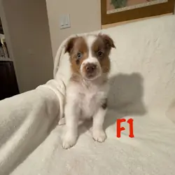 Australian Shepherd Puppies