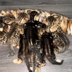 Bengal kittens