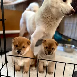 Purebreed Shiba Inu Puppies