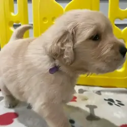 Golden Retriever Puppies