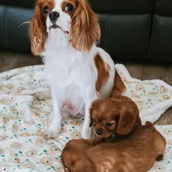 Beautiful Cavalier King Charles Puppies