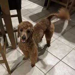 Mini golden doodle