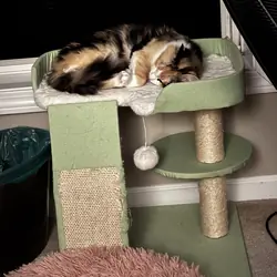 Calico Cat