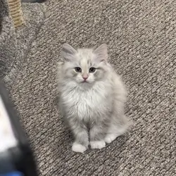 Ragdoll mix kittens