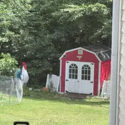 Barn
