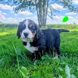 Premium Bernese Mountain Dog Puppies