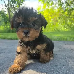 Tiny Royal Yorkies–Sweet, Smart & Adorable Puppies