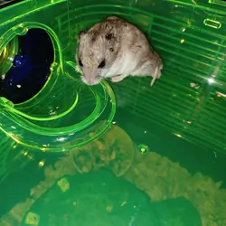 Female  chinese dwalf hamster