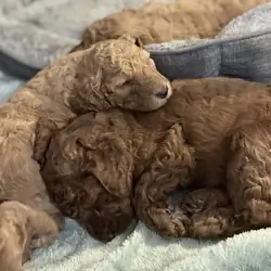 Precious Poodle Puppies – Small Paws, Endless Love