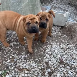 Shar-pei pups