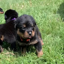 Rottweiler Puppy for Sale  Healthy, Strong & Well