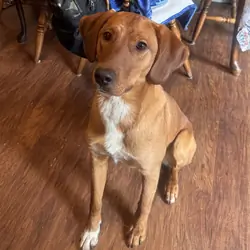 10 Month Pup