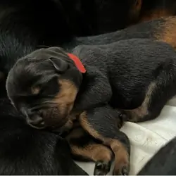 Adorable Rottweiler Puppy Ready for a New Home!