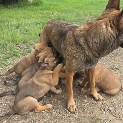 Champion-Quality Belgian Shepherd Puppies