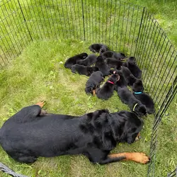 Your New Best Friend Awaits–Beautiful Rottweilers