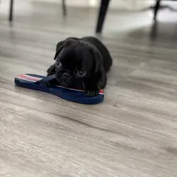 Pugs