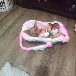 Yorkie / Chihuahua girl #830-366-5818
