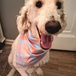 Goldendoodle