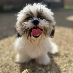 Shih Tzu