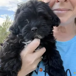 Shorkie poodle puppy